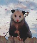 Awesome.Opossums