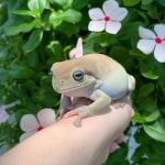 FROG POSITIVITY
