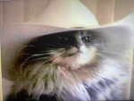 Texan Cat Studios