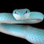 The SnakeArmy!