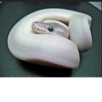 Light python