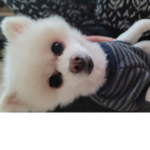냥냥이 조폭