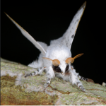 MOTHIAS