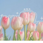 pinktulipss