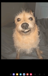 DOGS RUL3