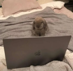 Frolicking Bunnies