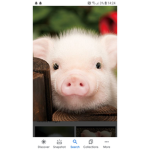 Pig group x