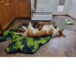 Roboxsdog love dogs