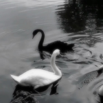 - swans -