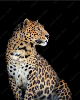 Laveys Couture Roblox group icon