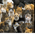 Kitty cat gaming club!