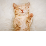 Cat zone only