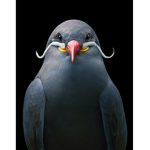 Car feels like a bird