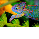 Reptile Lovers of Robloxia Unite