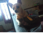 join the group of you love dogs