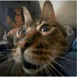 k4ykitty