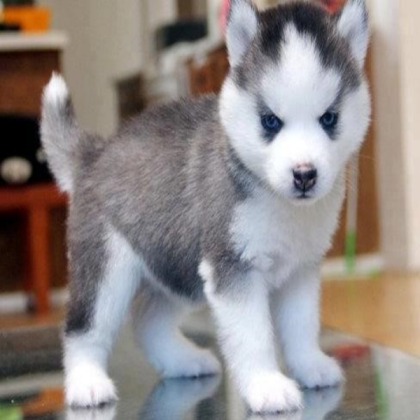 DOG Roblox decal