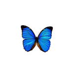 ~ Beautiful Butterflies~