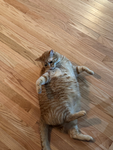 cat :3 4
