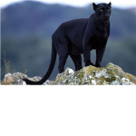 Panther Attack Squadron A