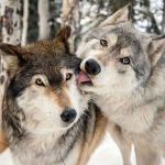 white wolf group<3