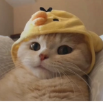 Dinooo Rawr Vibes