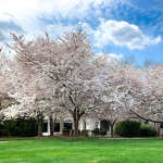 Cherry BIossoms!