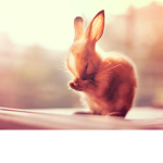 LOVE BUNNIES FOR LIFE