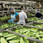 Work at a Pickle Place