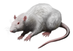 The Rat Collectors