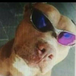 YAREVER.BR