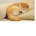 Dogs/doges for life!