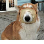 Bread dog :)