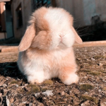 da funny bunnies