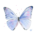 +.Butterfly Bunch.+