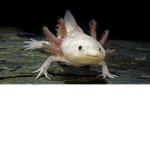 AxolotlPink
