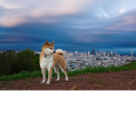 The Shiba Armyyyy