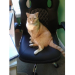 KittyGammers