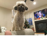 DOGS are cool!!!!!!!!!!!!!!!