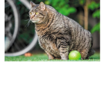 TheFatCat Army
