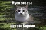 МУСЯ UGC