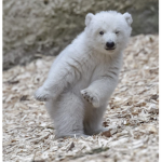 Spirt bears