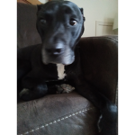 DawgsY