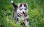 The little. Huskys