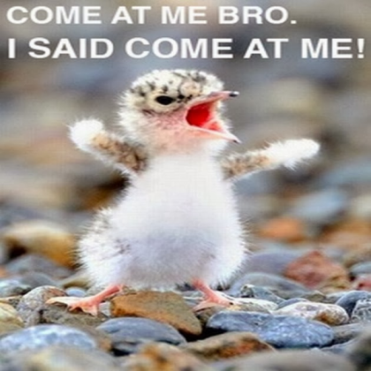 Come-At-Me-Bro-I-Said-Come-At-Me-Funny-Duck-Meme-P Roblox decal