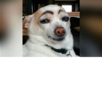 DoggoDoesGamesYT