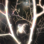 ev4nescence