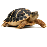 The Tortoise nation