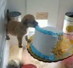Dog Eating Cake Group!