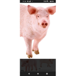 Piggy_crew--
